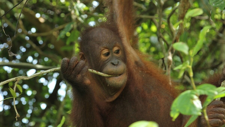 Meet the Orangutans | Animal Planet | Spectrum On Demand