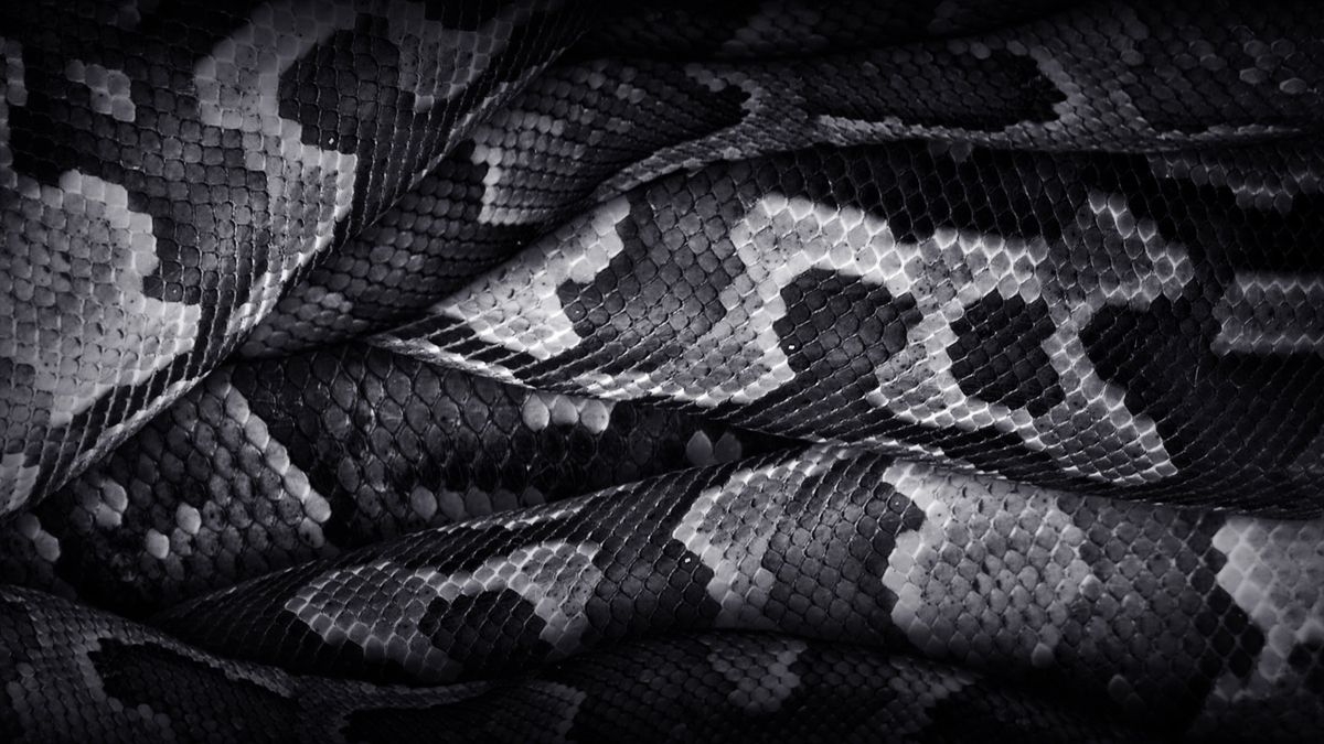 Man-Eating Python