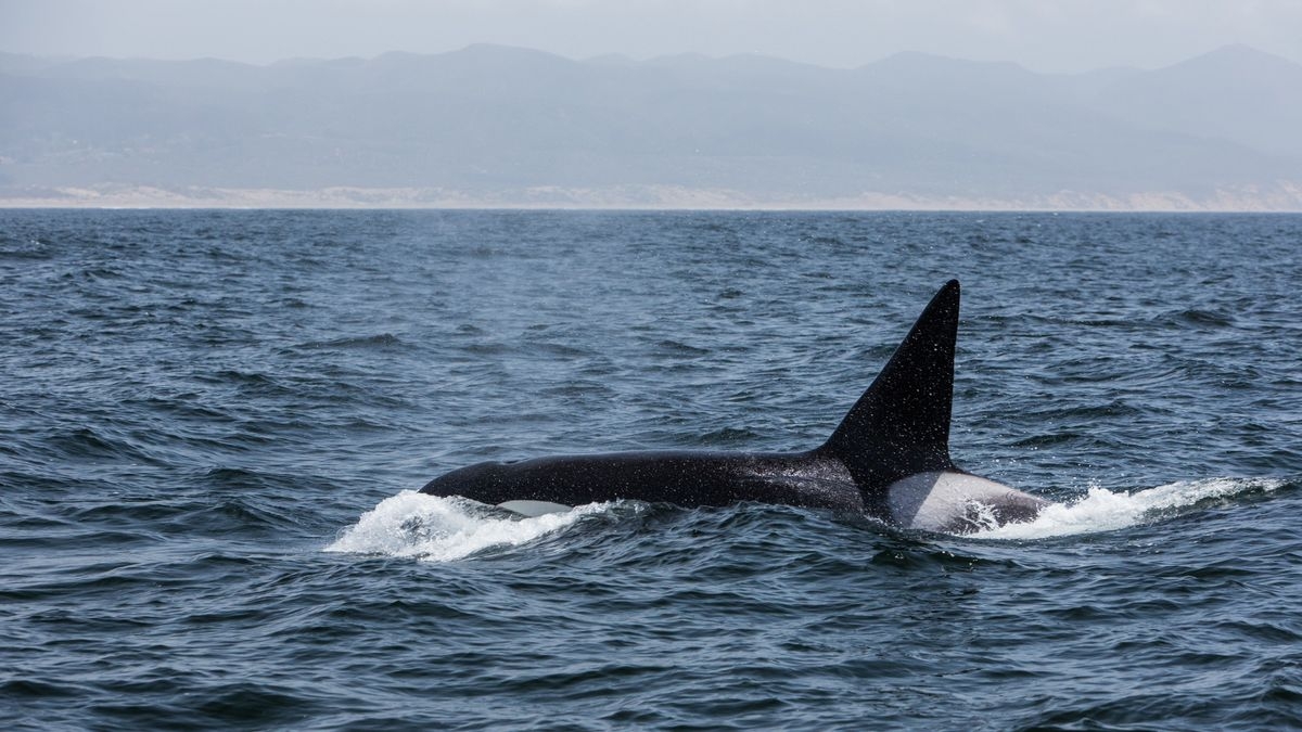 The Whale That Ate Jaws: Eyewitness Report