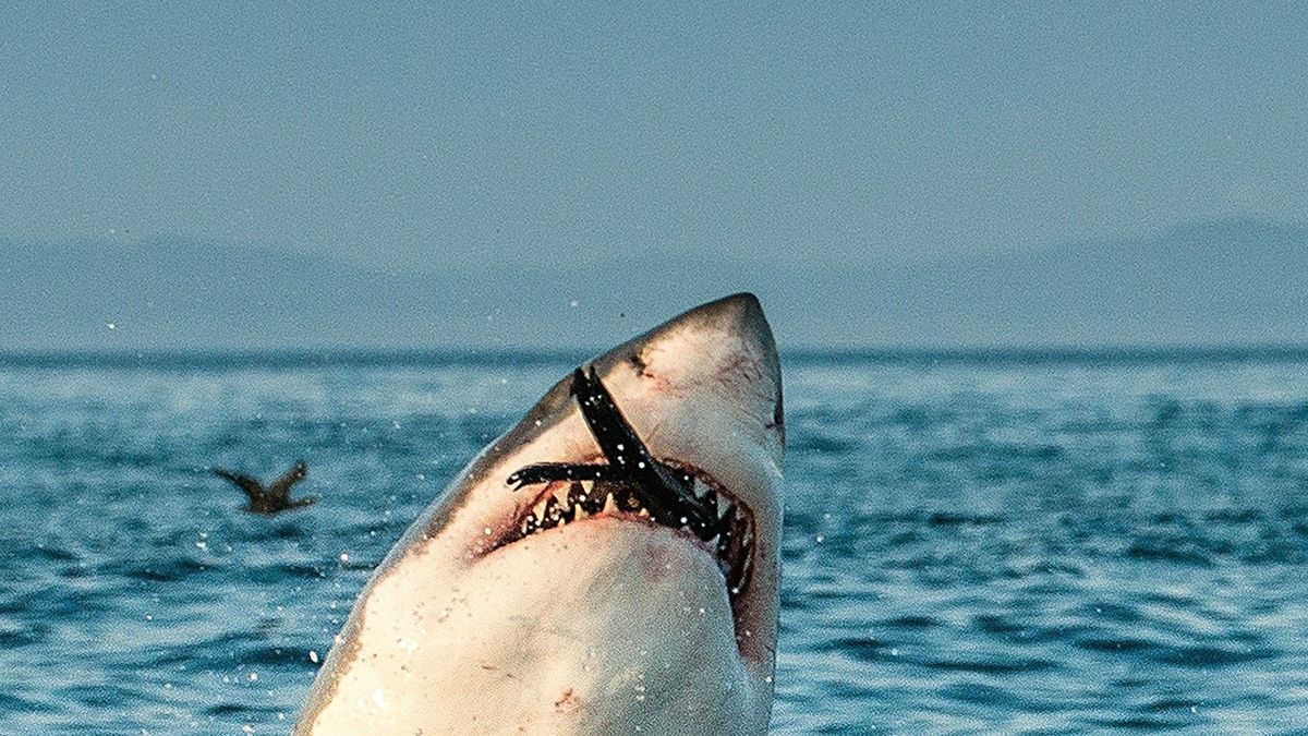 Shark Week's 50 Best Bites