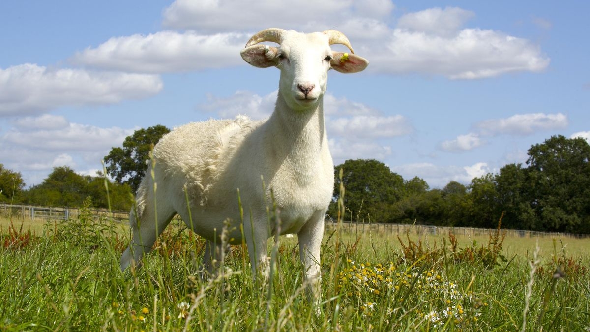 Wild Tales from the Farm