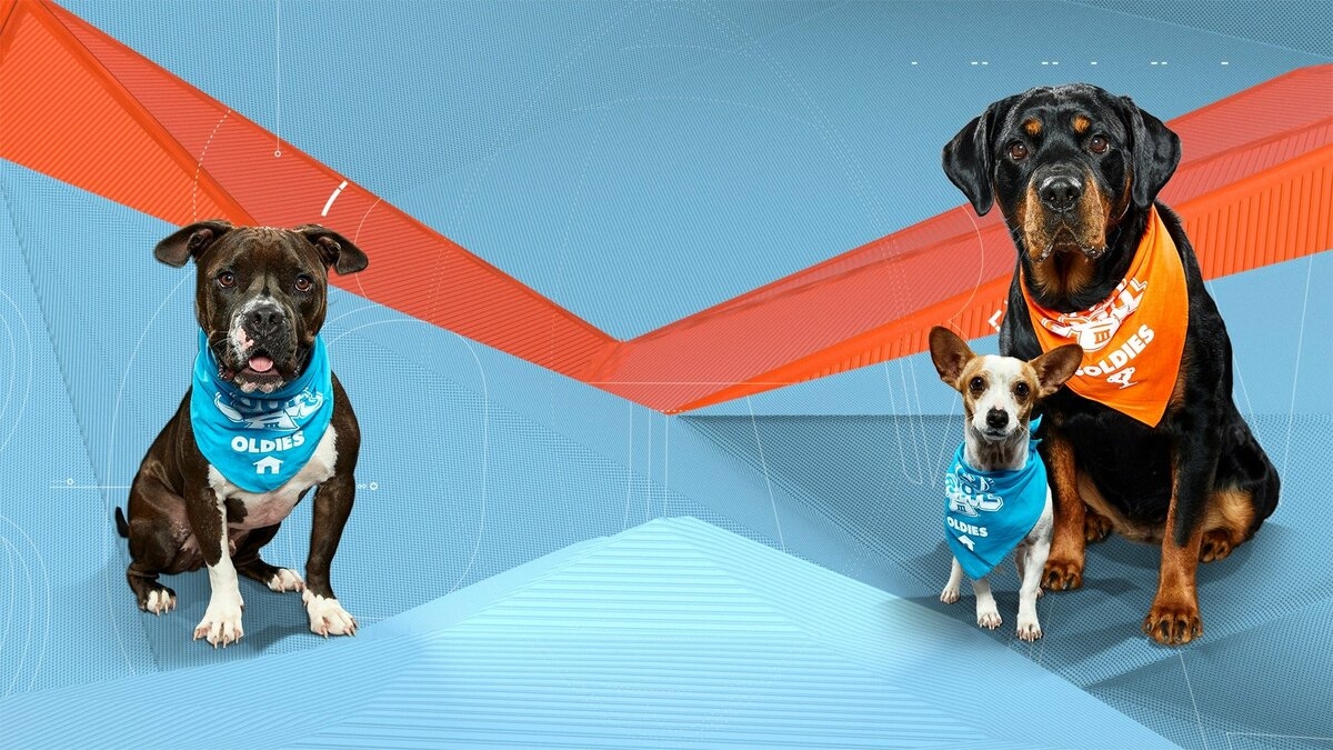 Puppy Bowl XVI Presents: The Dog Bowl III