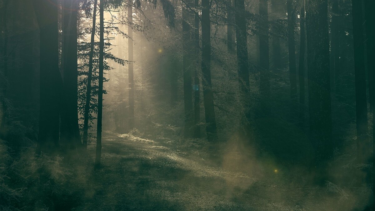 Bosques embrujados