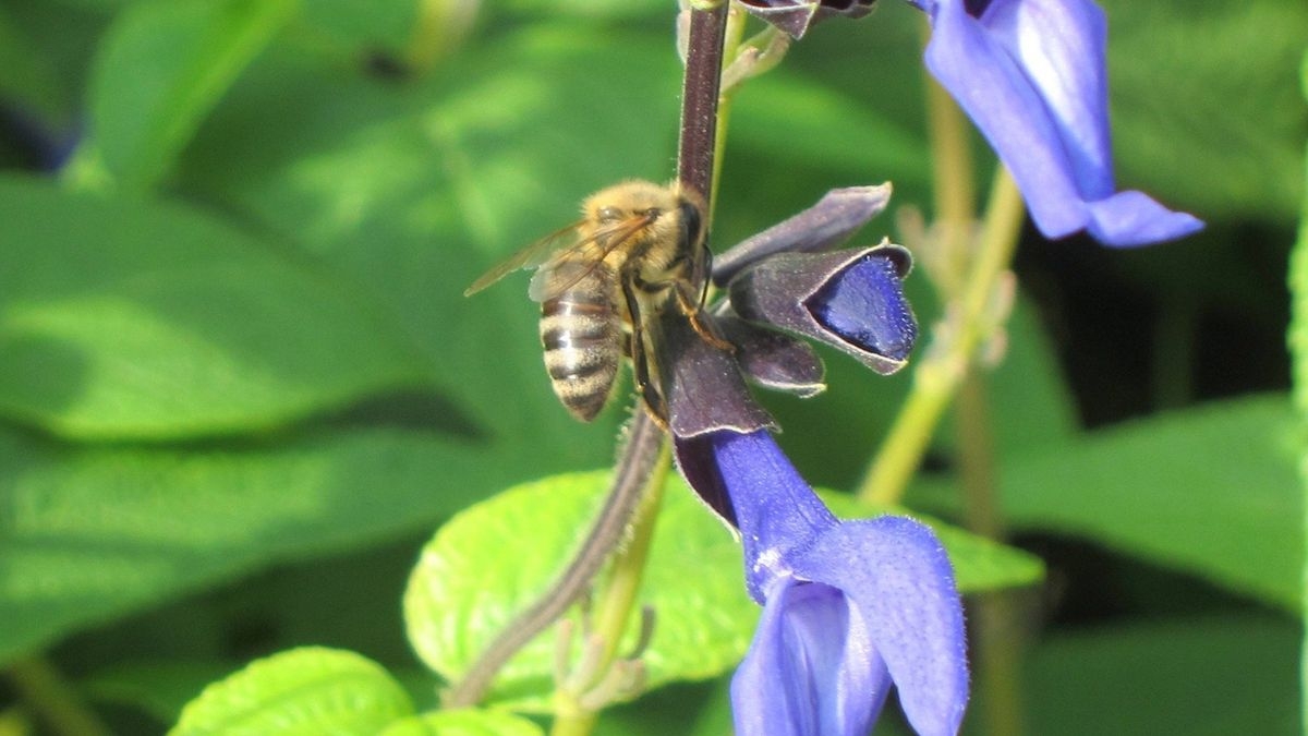 Garden Secrets