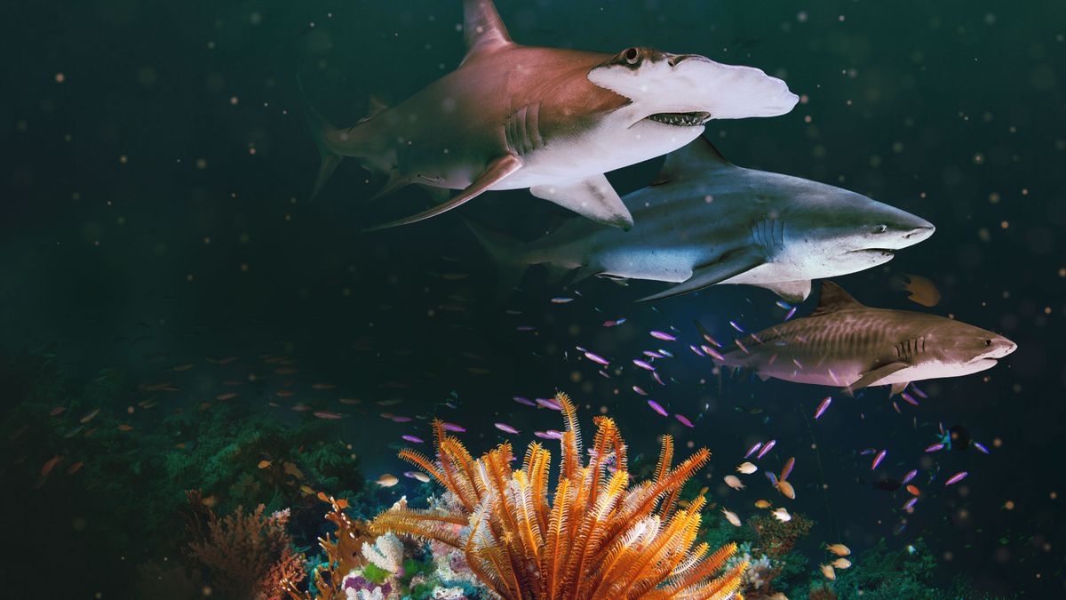 Sharks: Reef Rivals