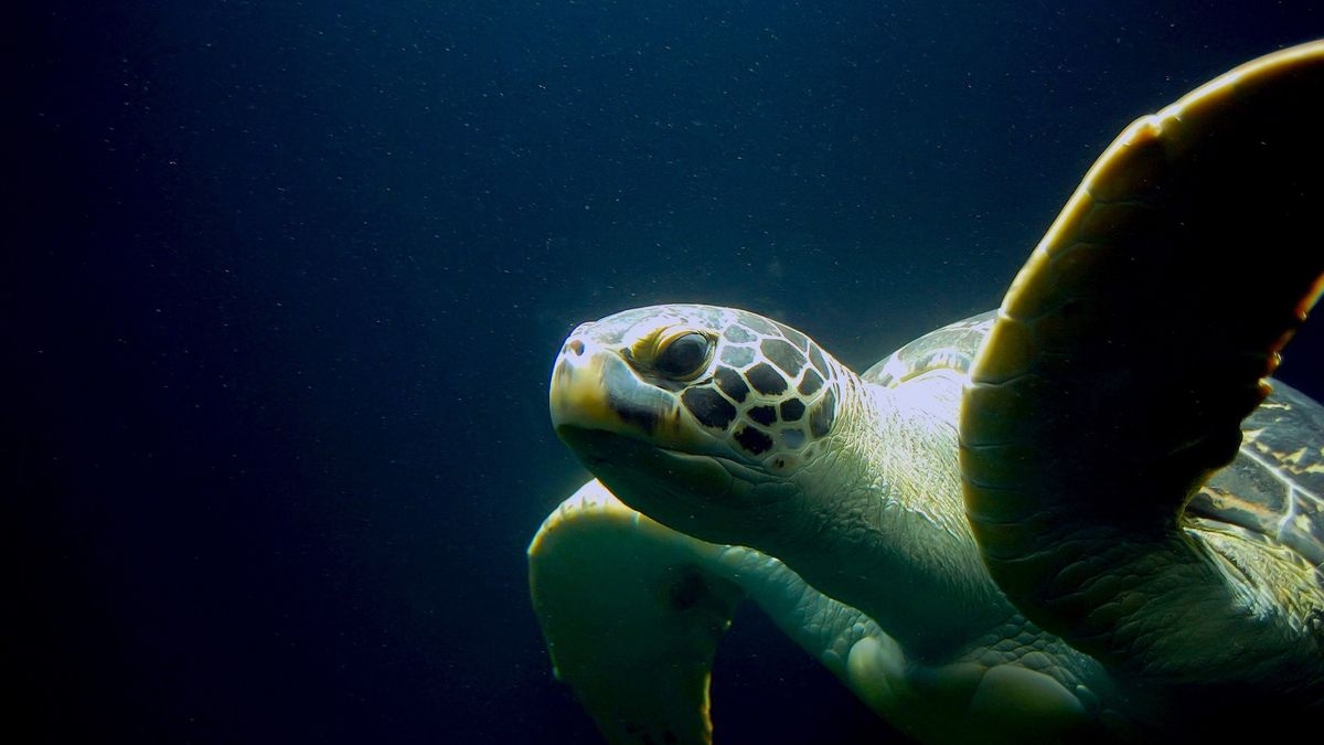 Ocean Wonders