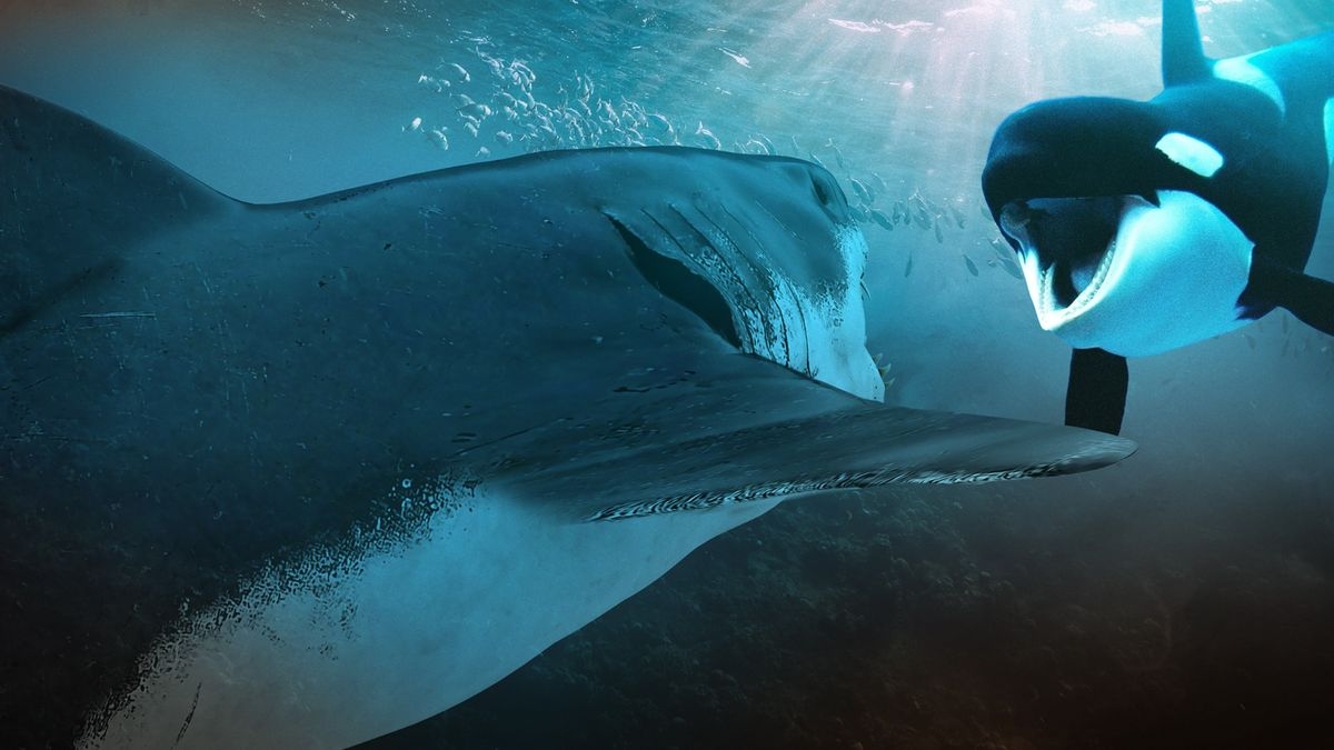 Orca vs. Great White