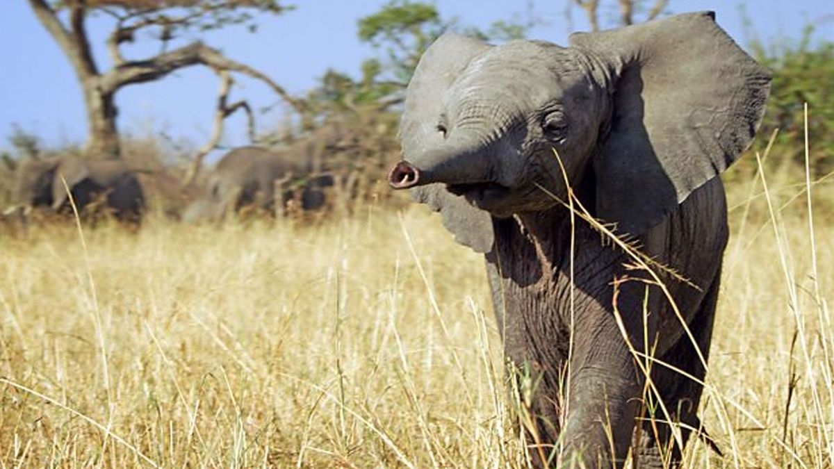 Serengeti