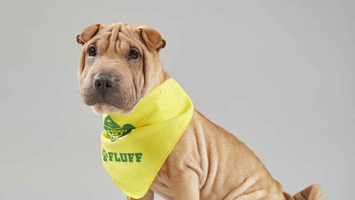 Puppy Bowl XV Pre-Game Show