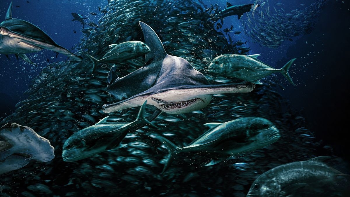 Battle for Shark Mountain