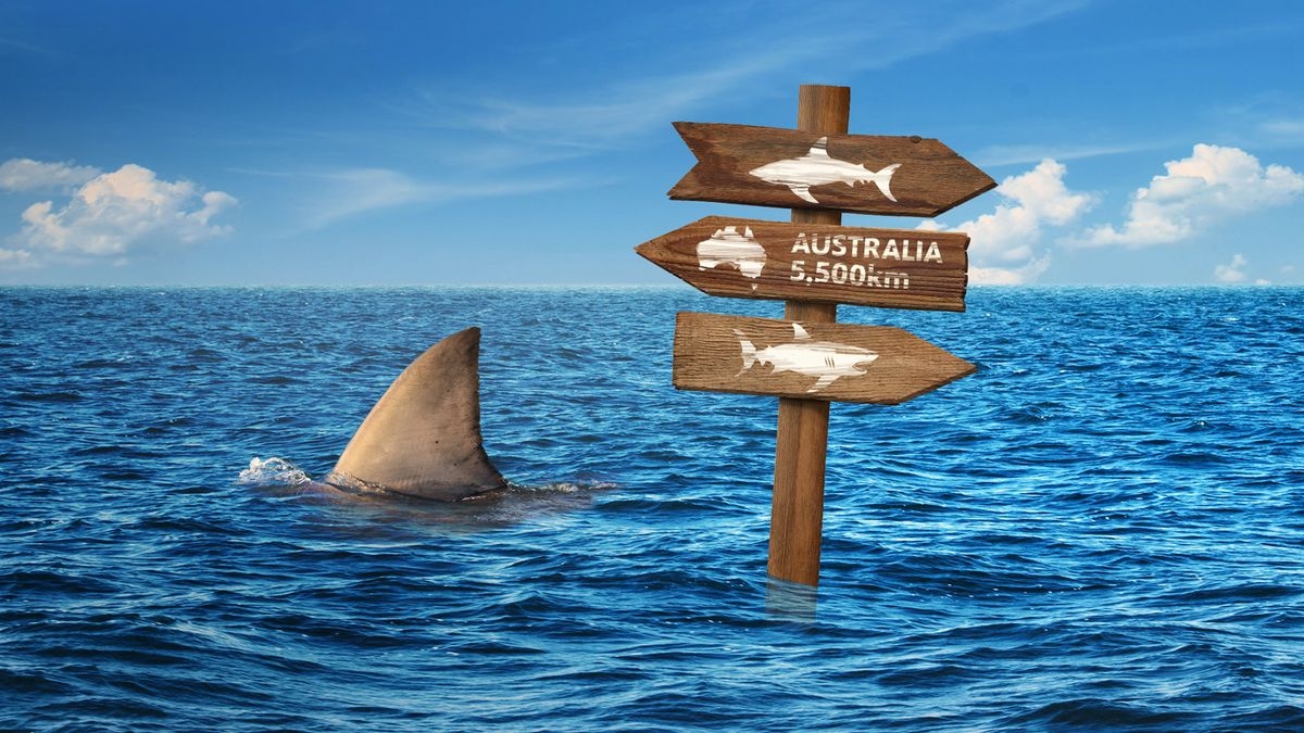 Super Shark Highway