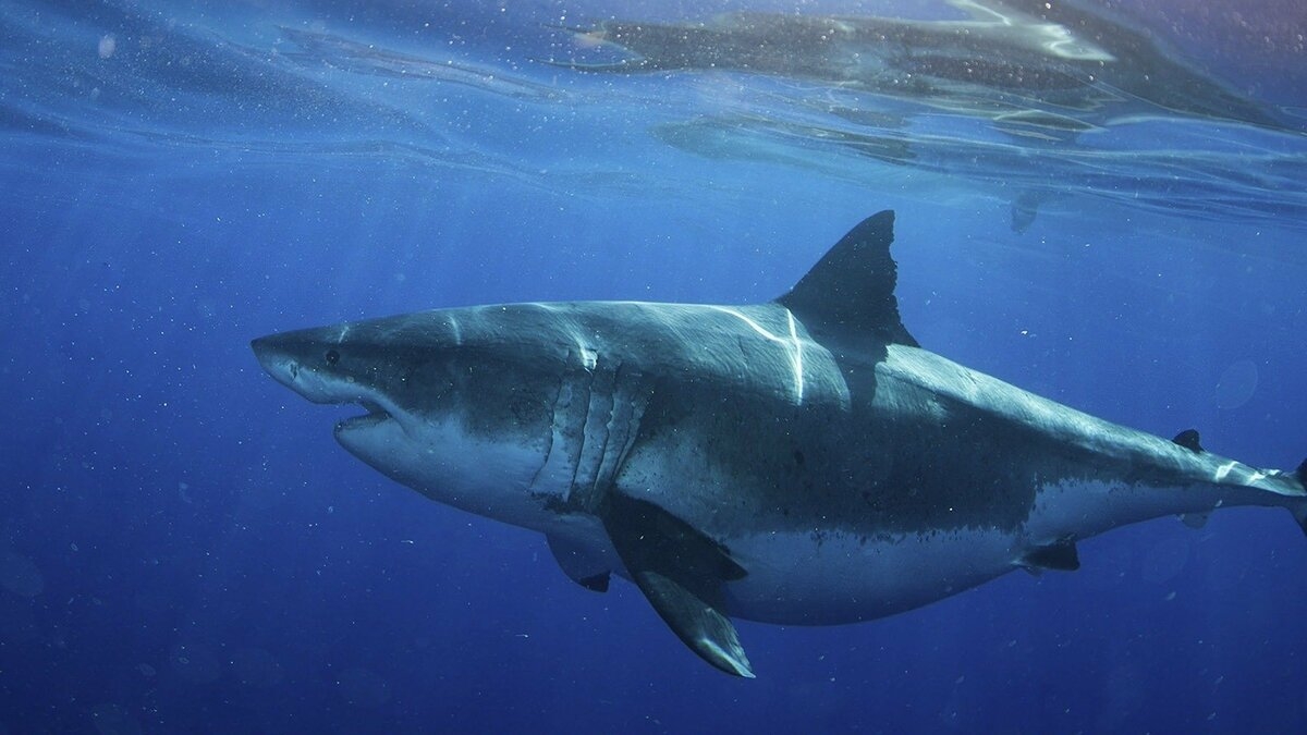 World's Biggest Great White? Expedition Hawaii, National Geographic