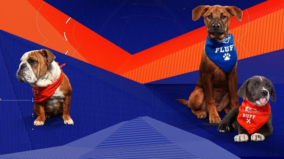 Road to Puppy Bowl