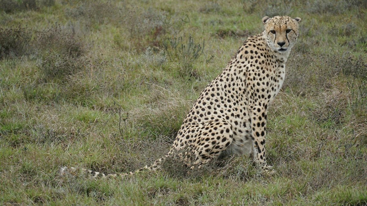 Return of the Cheetah