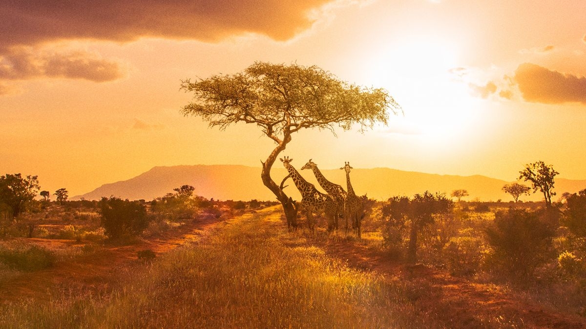 Work on the Wild Side