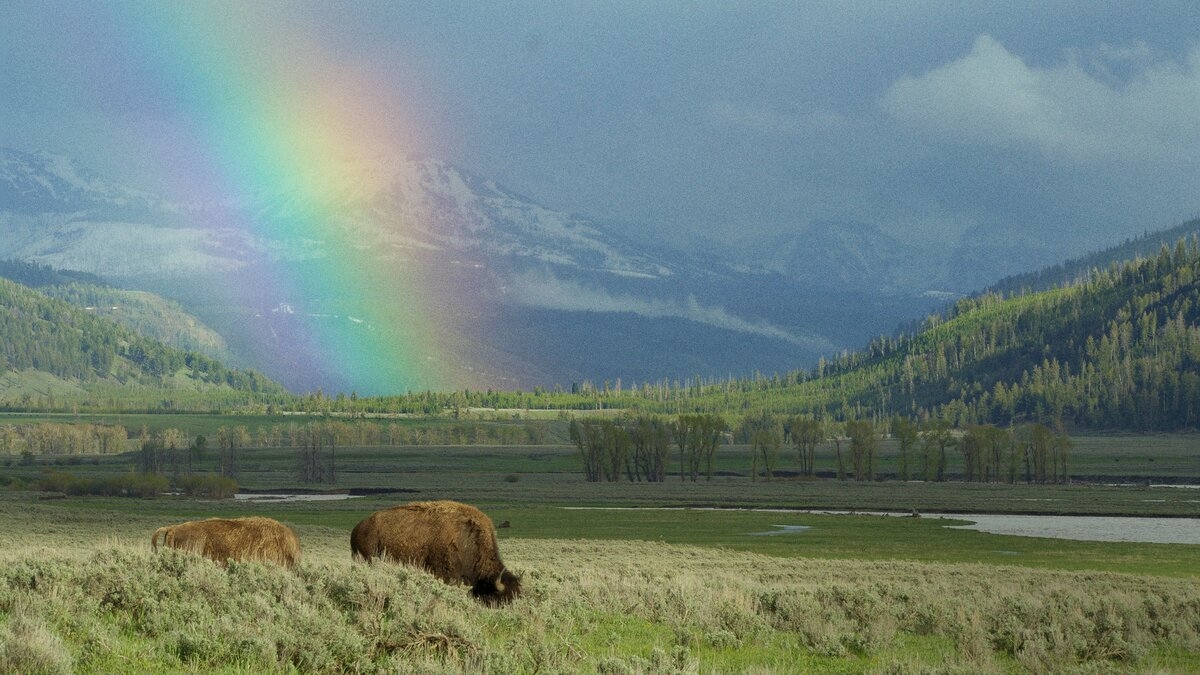 Epic Yellowstone