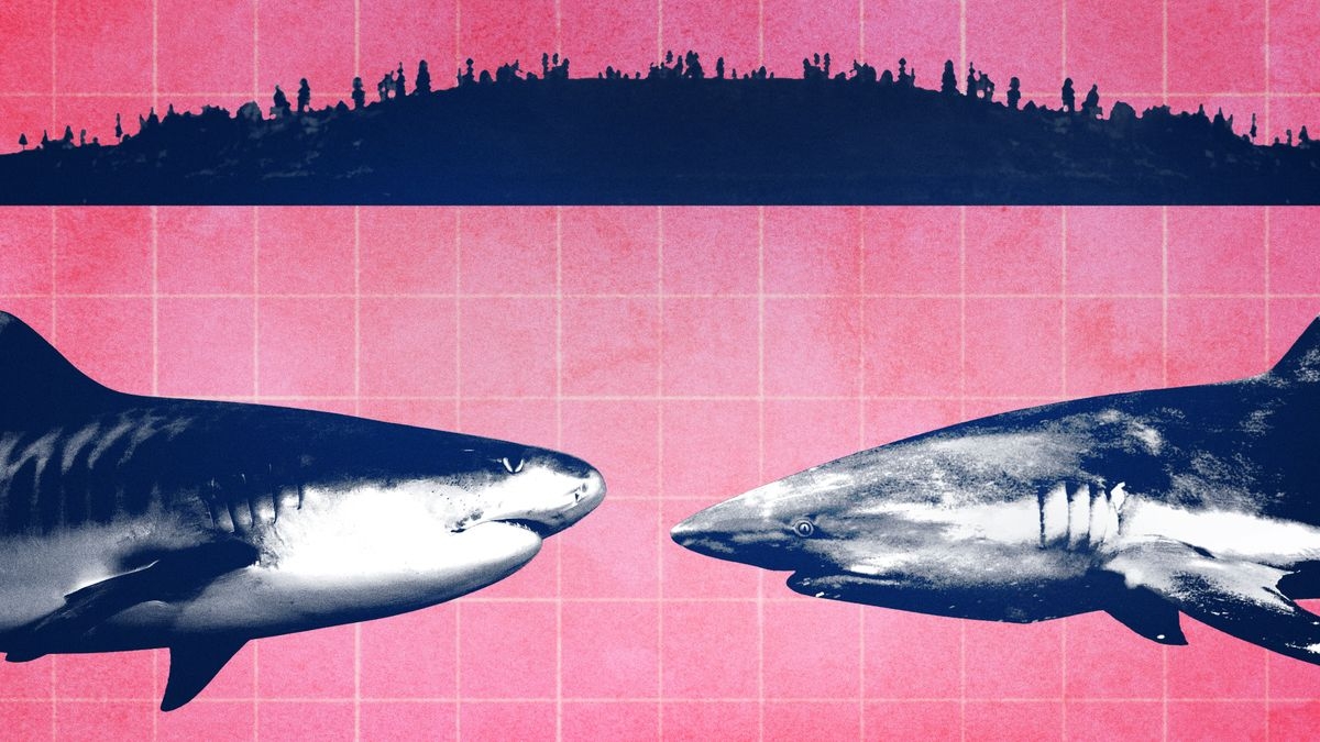 Shark Island Showdown