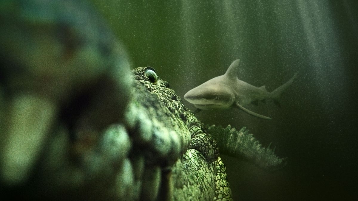 Shark vs. Giant Croc