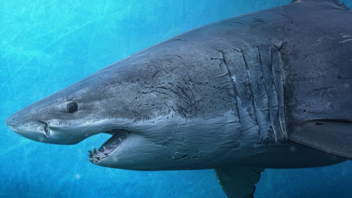 Sharks of the North