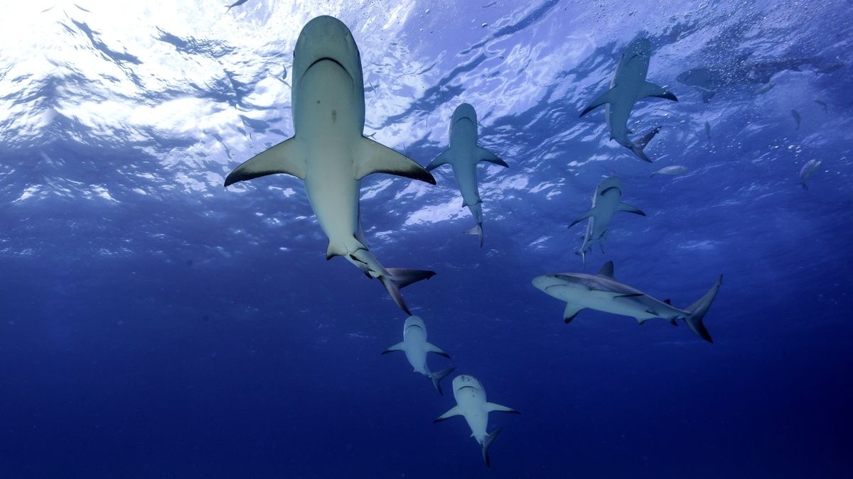 Day of the Shark