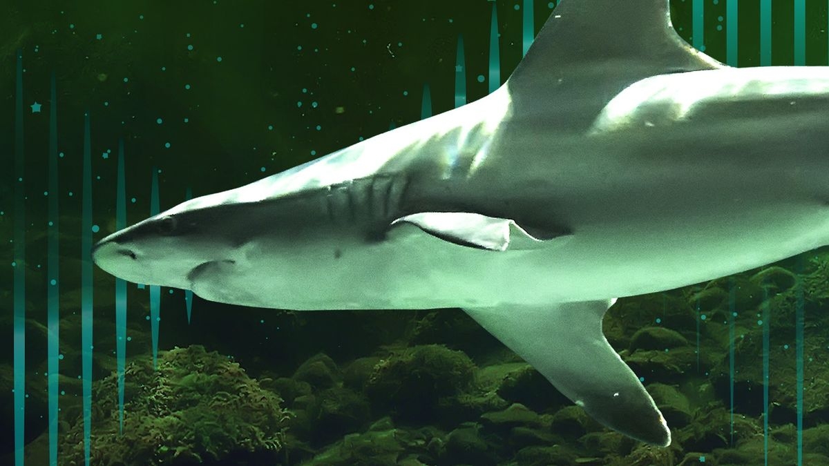 Bull Shark Bandits