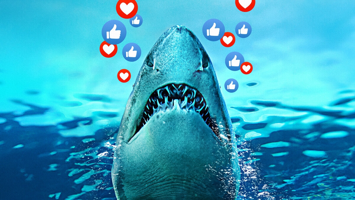 Sharks Gone Viral