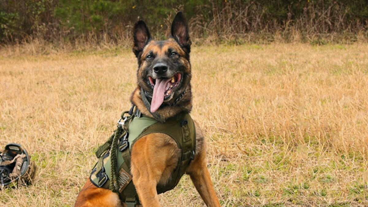 War Dog: A Soldier's Best Friend | Max | Spectrum On Demand