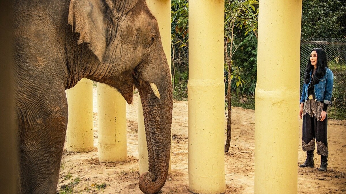 Cher & the Loneliest Elephant