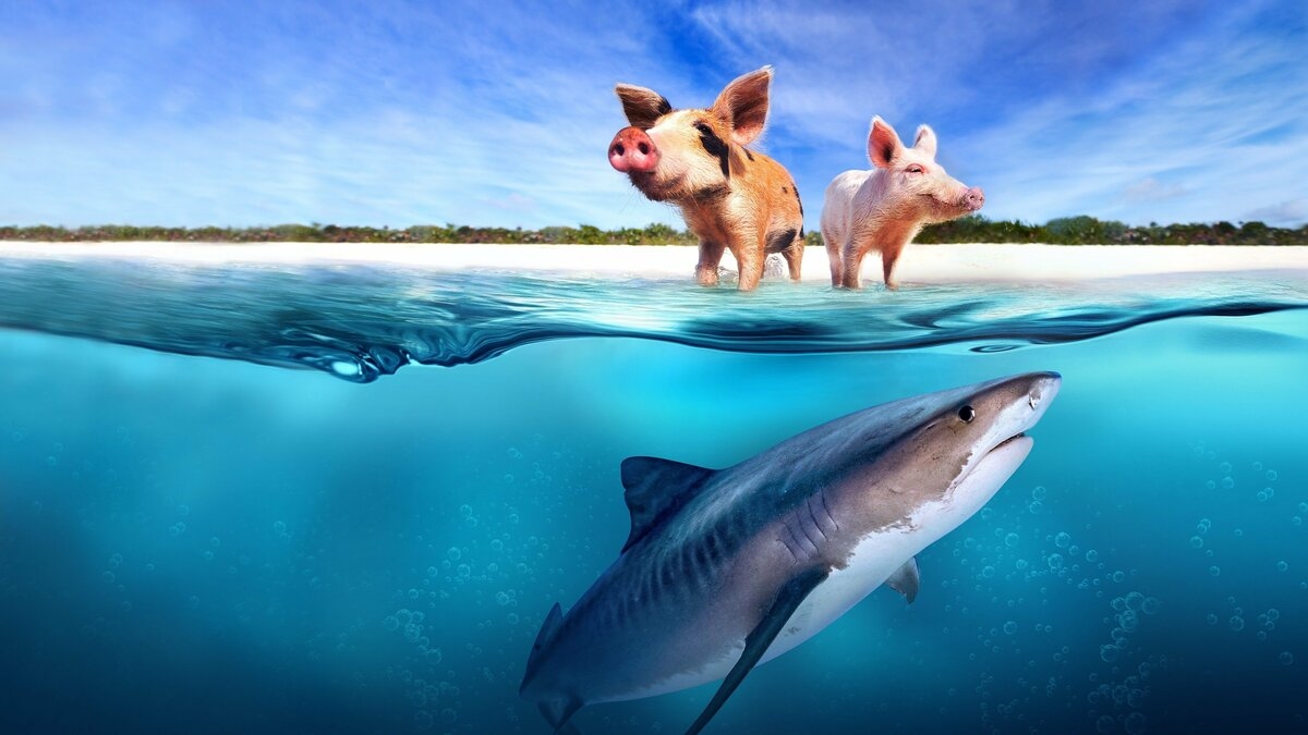 Pig vs. Shark