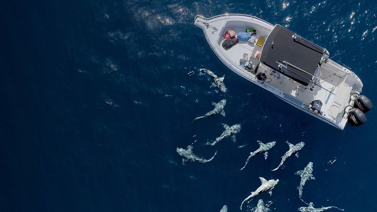 Jaws vs. Boats