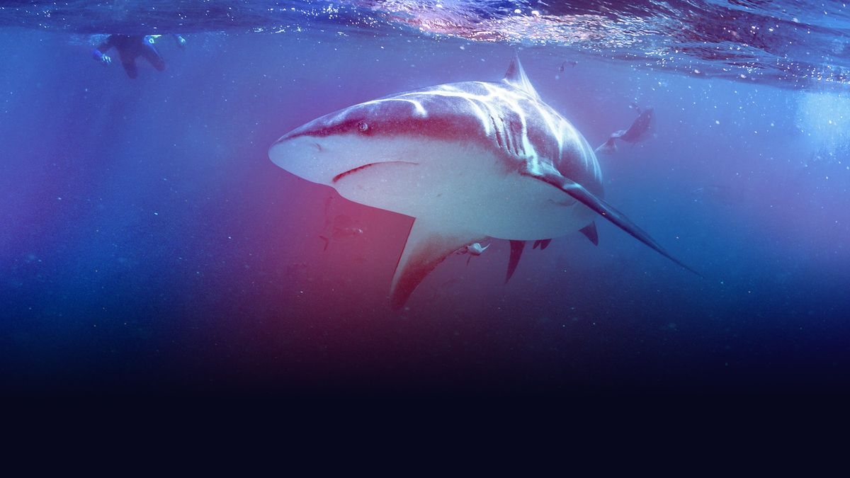 Rogue Shark?