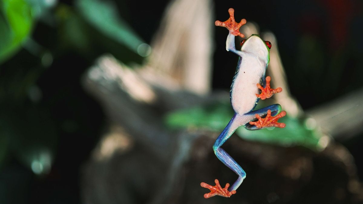 Wild Moves