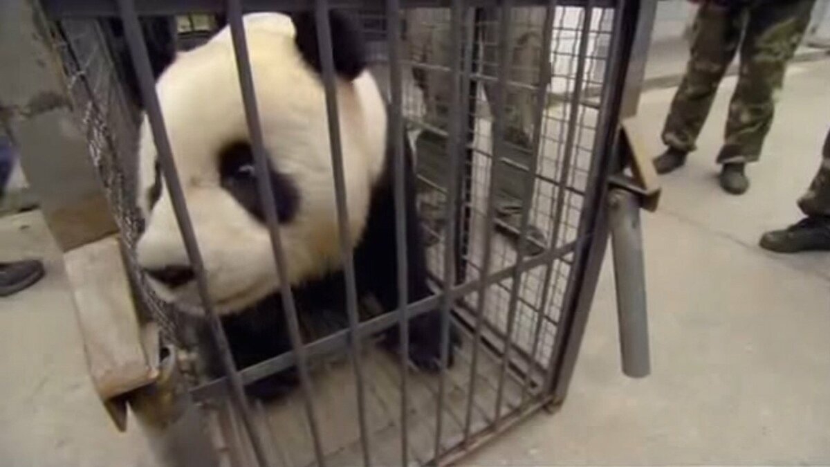Earthquake: Panda Rescue