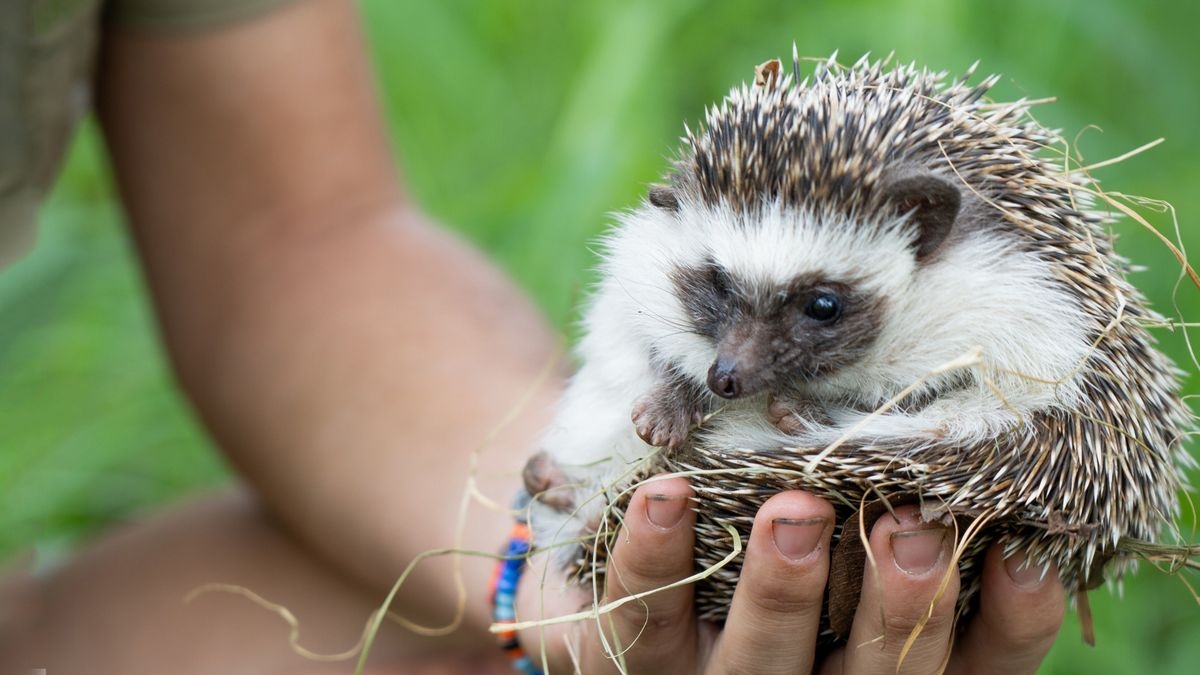 Malawi Wildlife Rescue