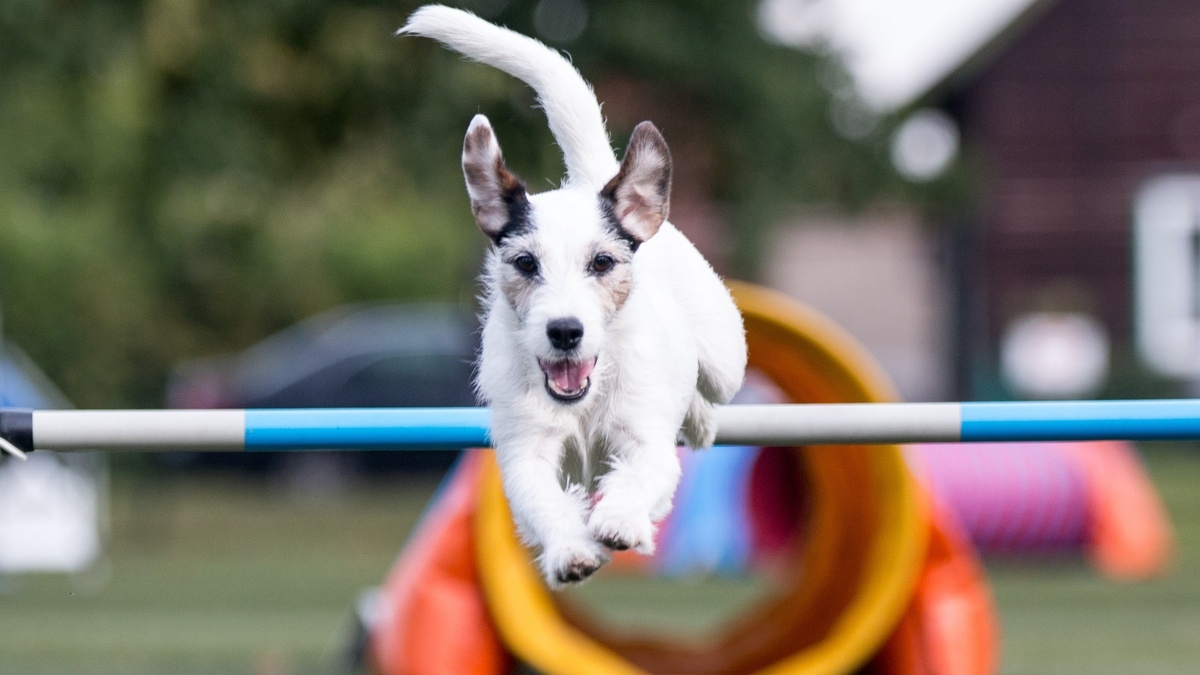 The Masters Agility Championship at Westminster