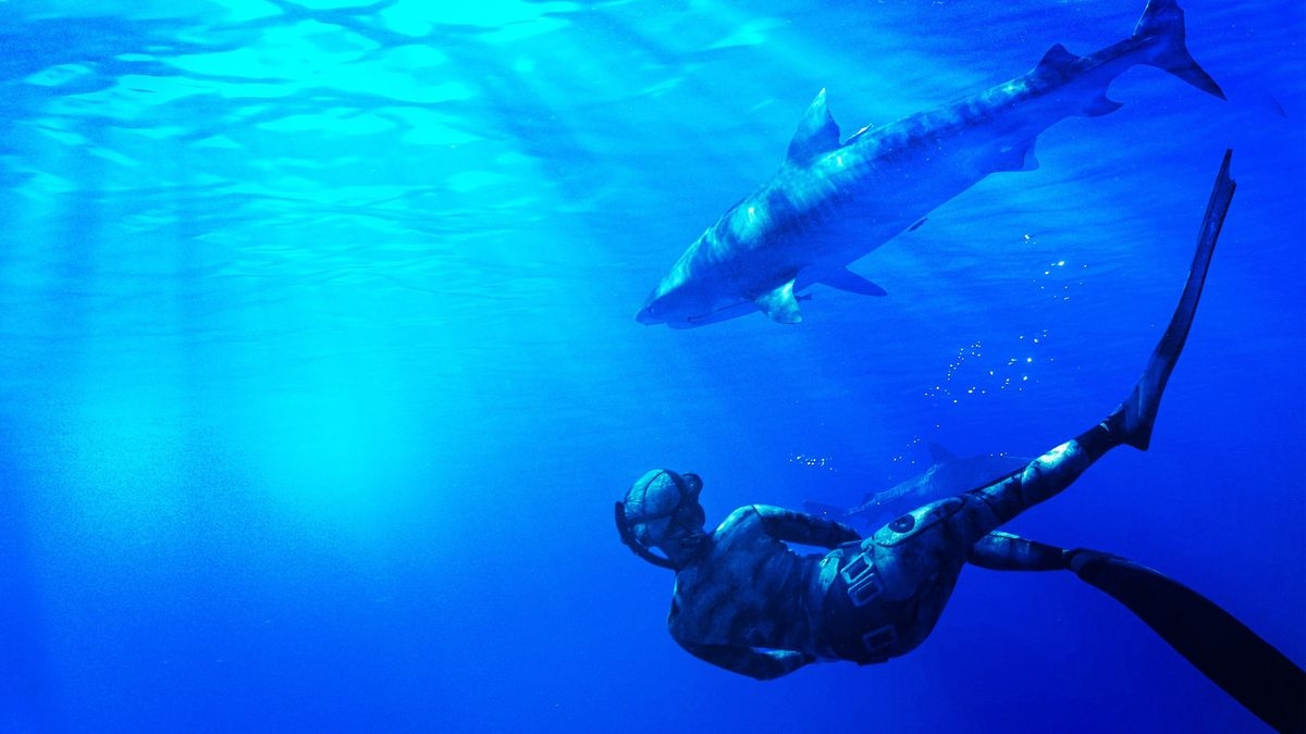 Maui Shark Mystery