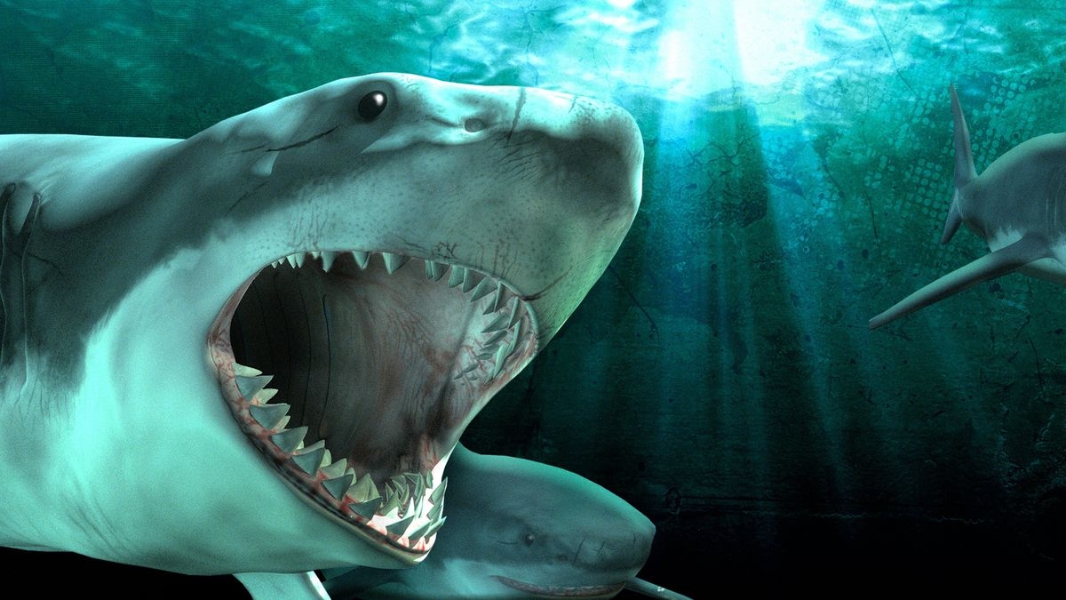 Shark Queens