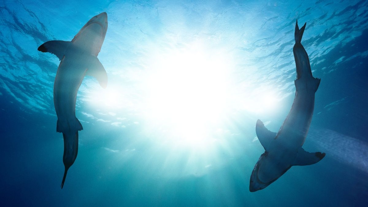 Shark Attack 360