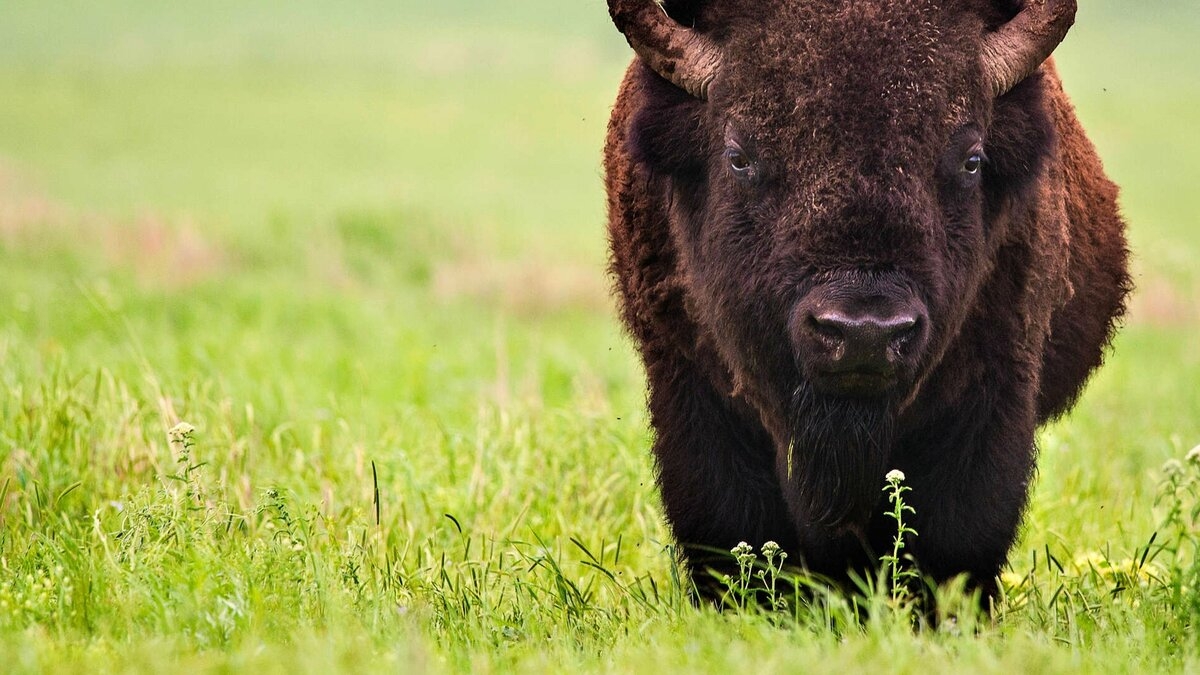 The Last Buffalo