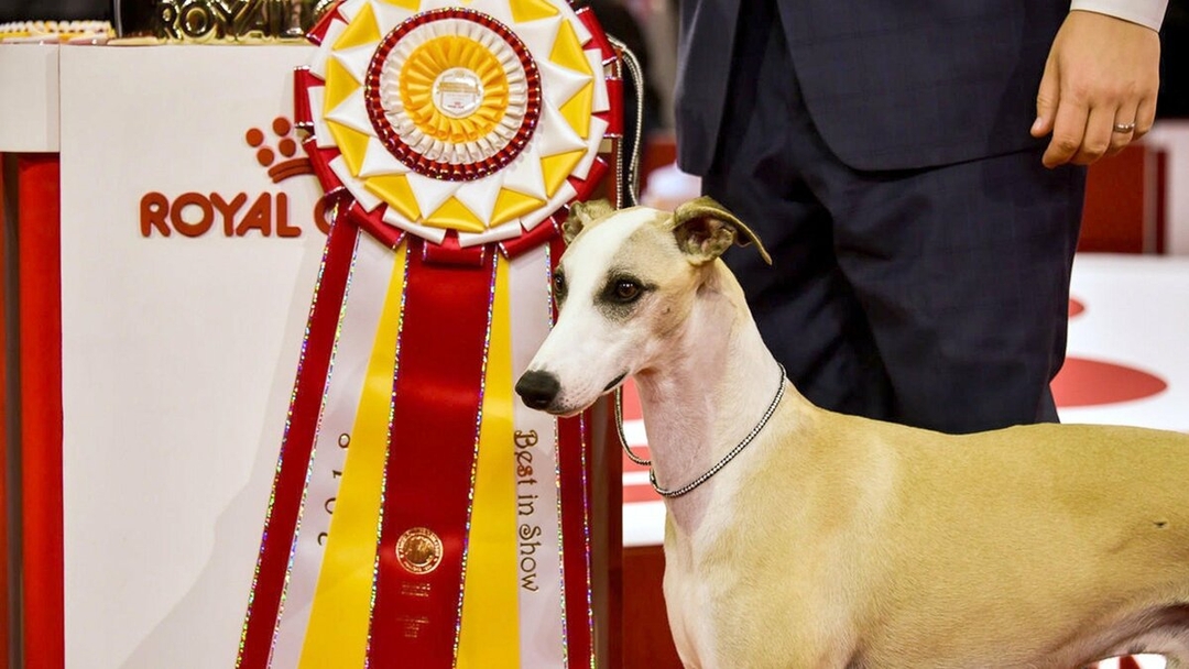 AKC National Championship Dog Show Animal Spectrum On Demand