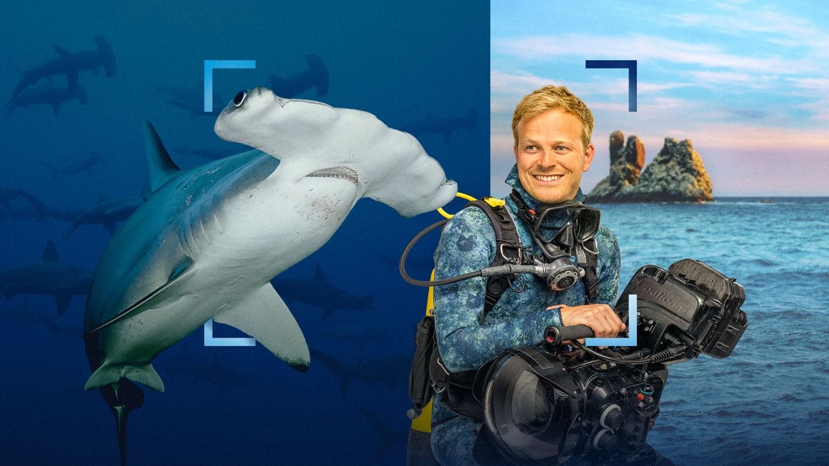 Hammerhead Sharks Up Close With Bertie Gregory