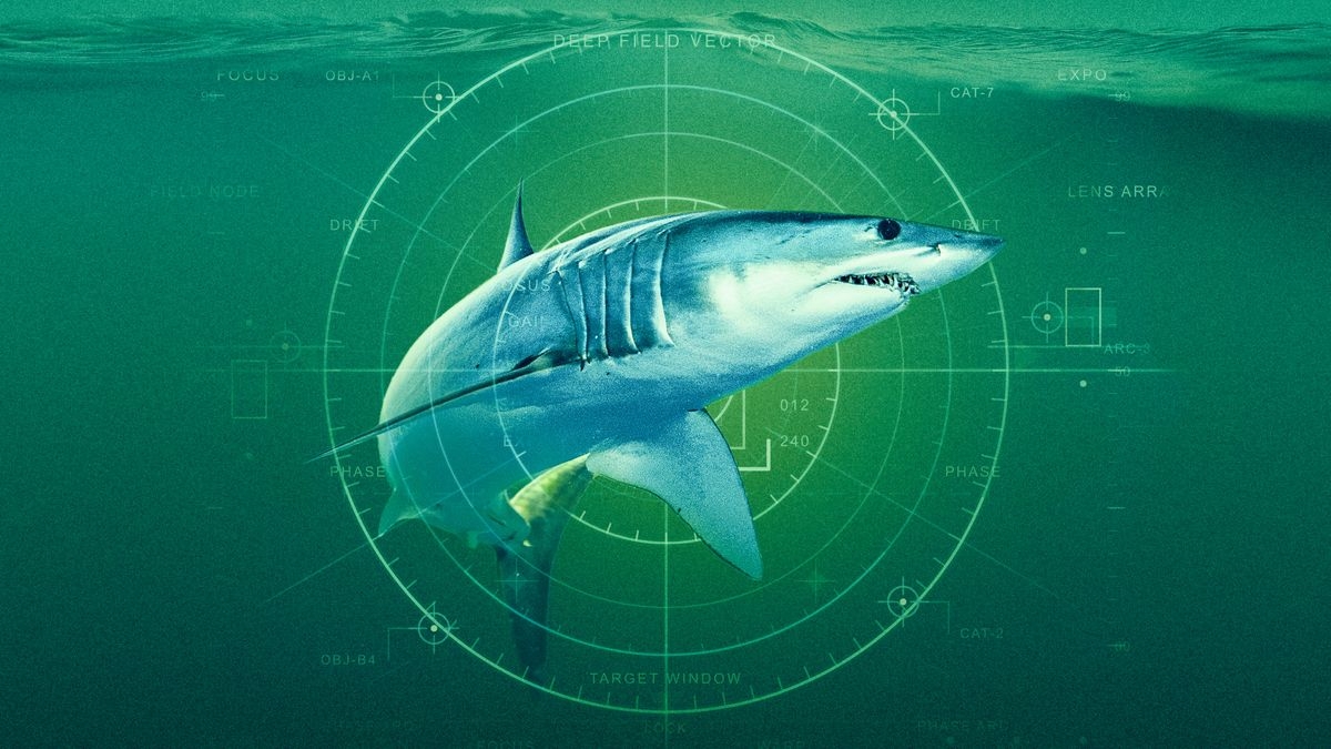 World's Biggest Mako