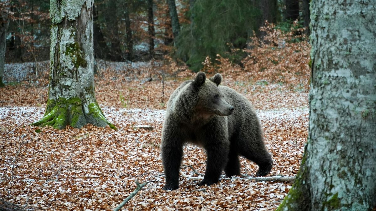 Bear Country: Savage Traps