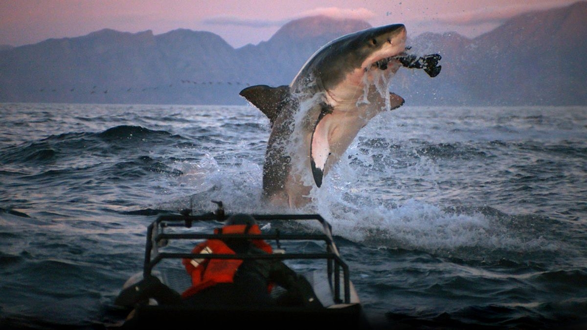 Fin Frenzy