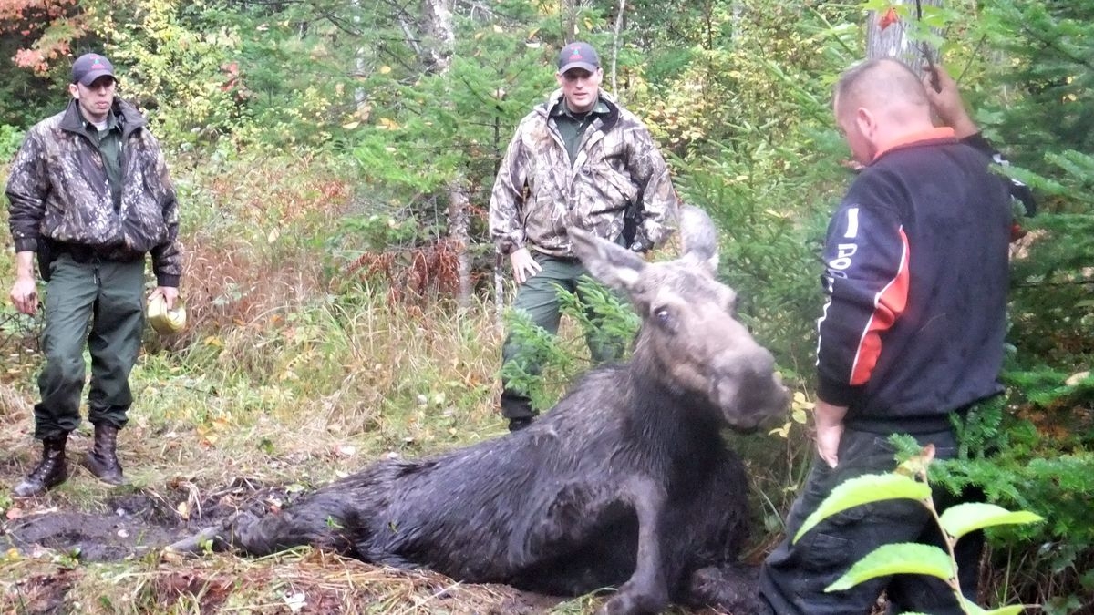 North Woods Law: On the Hunt