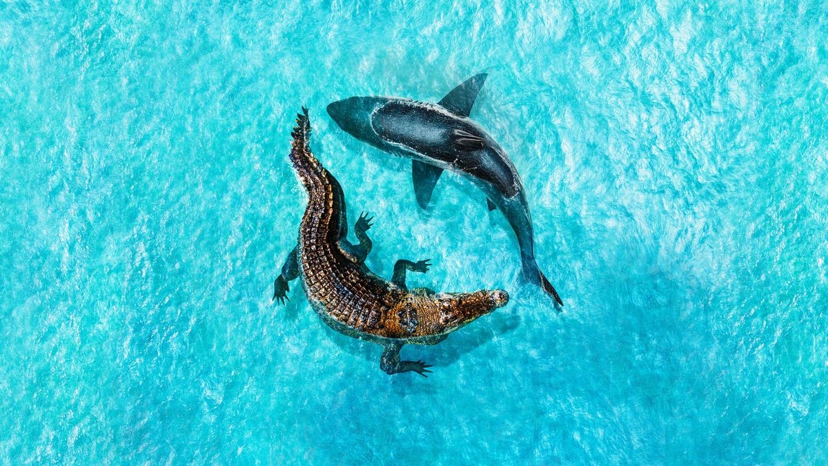 Jaws vs. Mega Croc