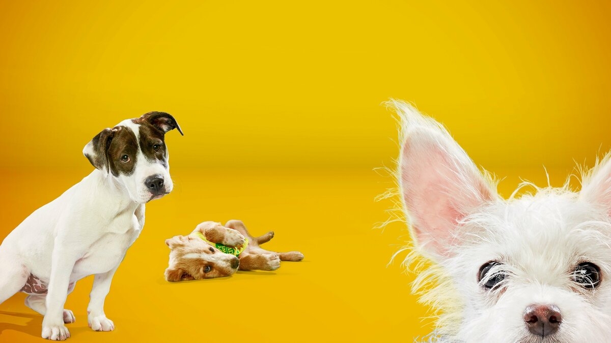 Puppy Bowl XIV Presents: The Dog Bowl