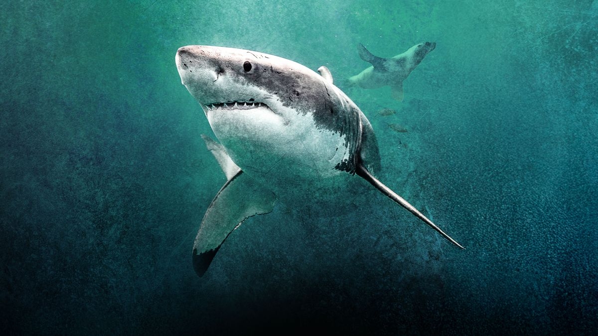 Great White Gauntlet