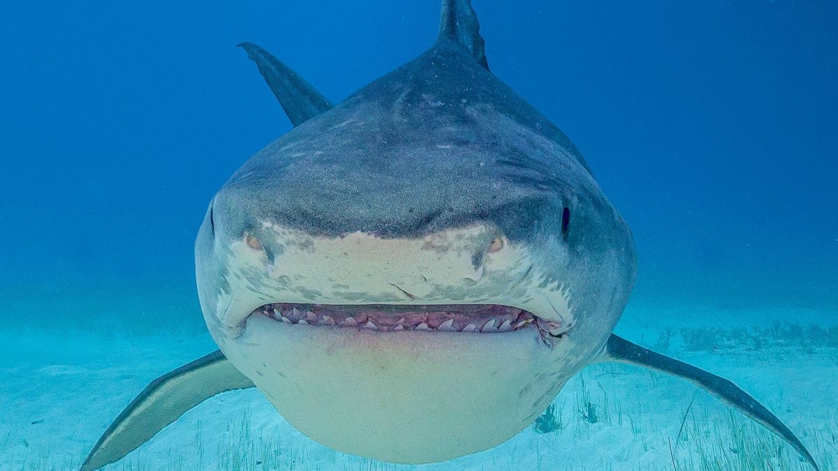 Supersized Sharks
