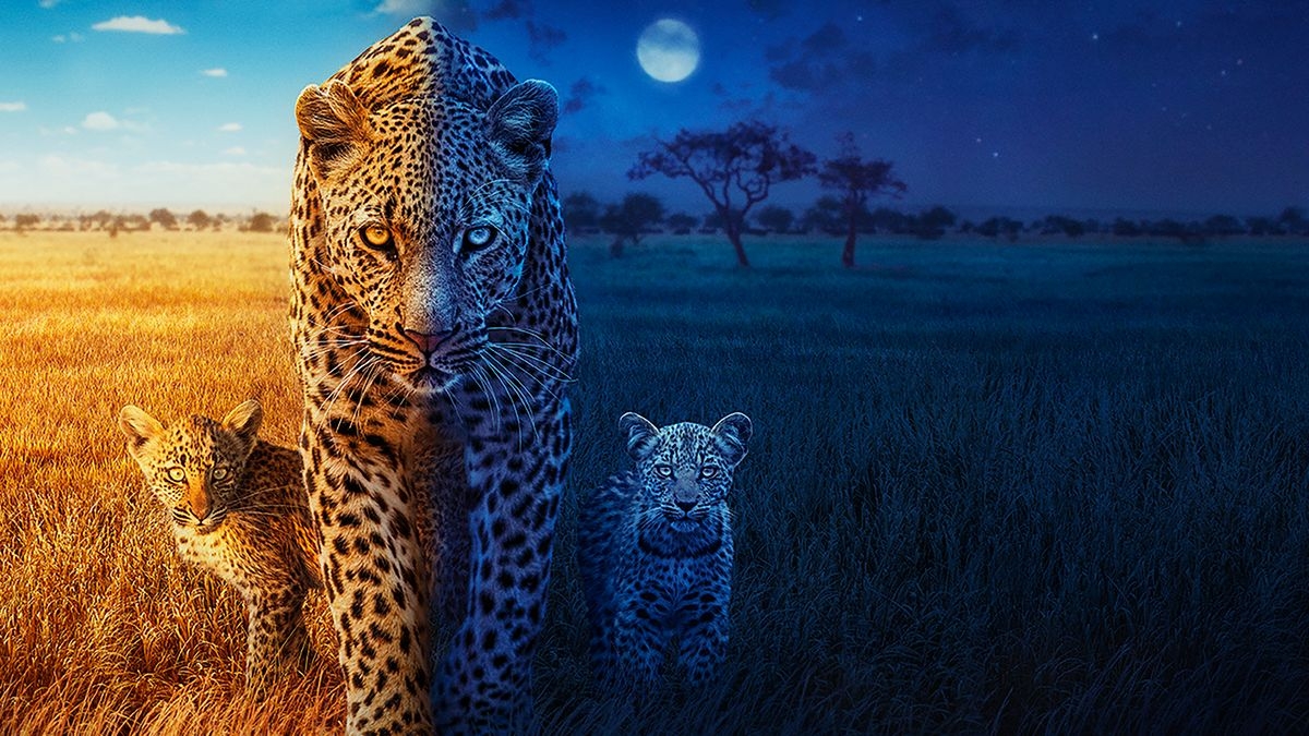 Big Cats 24/7